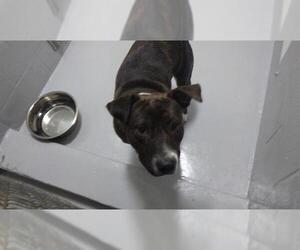 American Pit Bull Terrier Dogs for adoption in Augusta, GA, USA