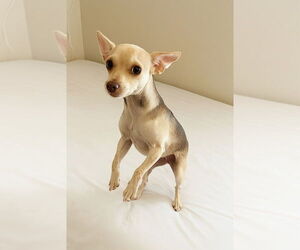 Chihuahua Dogs for adoption in Vail, AZ, USA