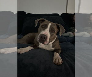 American Pit Bull Terrier Dogs for adoption in Miami, FL, USA