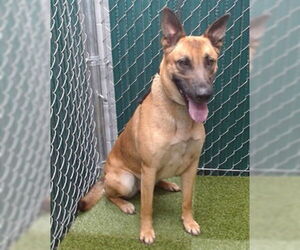 Mutt Dogs for adoption in Downey, CA, USA