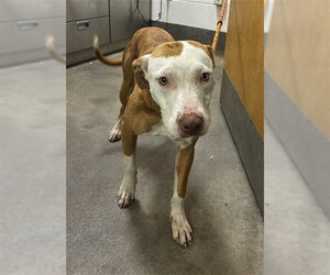 Mutt Dogs for adoption in Forestville, MD, USA