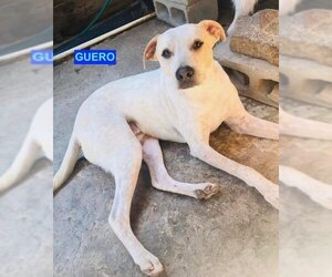 Labrador Retriever-Unknown Mix Dogs for adoption in Woodland Hills, CA, USA