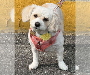 Cavachon Dogs for adoption in Mundelein, IL, USA