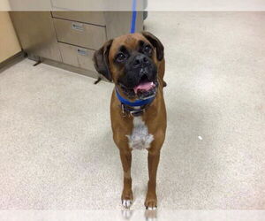 Boxer Dogs for adoption in Riverside, CA, USA