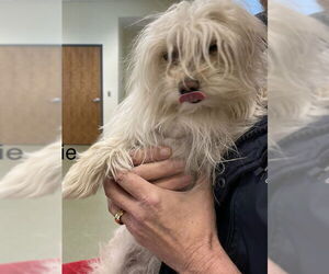 Papi-Poo Dogs for adoption in Lee's Summit, MO, USA