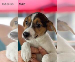 Jack Russell Terrier Dogs for adoption in Pembroke, GA, USA