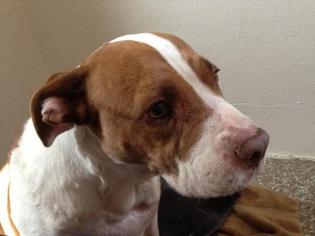 American Staffordshire Terrier-Unknown Mix Dogs for adoption in Montclair, NJ, USA