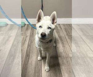 Siberian Husky-Unknown Mix Dogs for adoption in Redlands, CA, USA