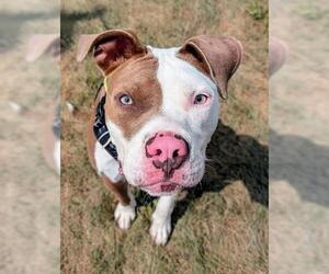 American Pit Bull Terrier Dogs for adoption in Akron, OH, USA