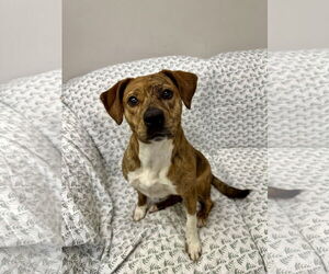 American Bulldog-Plott Hound Mix Dogs for adoption in Rockaway, NJ, USA