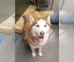 Siberian Husky Dogs for adoption in Richmond, IN, USA