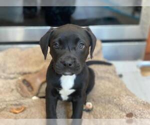 American Pit Bull Terrier-Labrador Retriever Mix Dogs for adoption in Derwood, MD, USA
