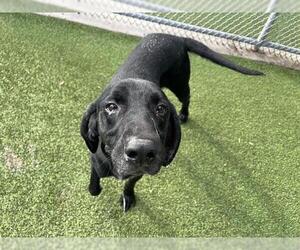 Labrador Retriever-Plott Hound Mix Dogs for adoption in Grand Prairie, TX, USA