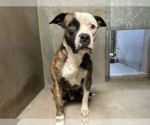 American Bulldog Dogs for adoption in San Bernardino, CA, USA