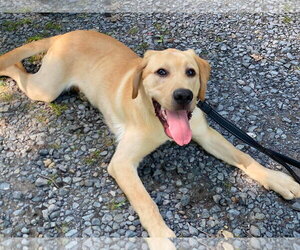 Labrador Retriever Dogs for adoption in Lewistown, PA, USA