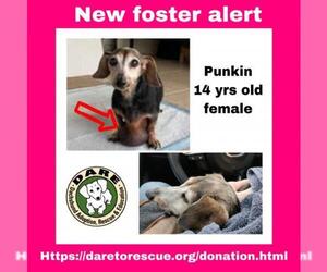 Dachshund Dogs for adoption in Jacksonville, FL, USA
