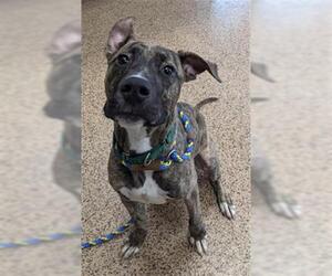 American Pit Bull Terrier-Great Dane Mix Dogs for adoption in Springfield, MA, USA