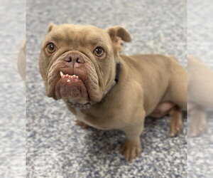 Mutt Dogs for adoption in Bemidji, MN, USA