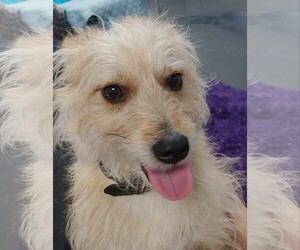 Mutt Dogs for adoption in Tacoma, WA, USA