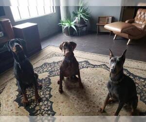 Doberman Pinscher Dogs for adoption in Buffalo, MN, USA