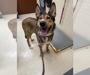 German Shepherd Dog-Unknown Mix Dogs for adoption in Center Township, PA, USA