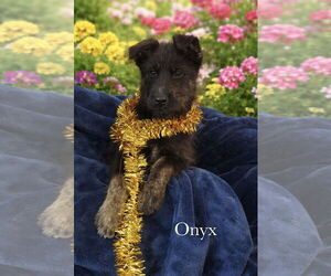 Mutt Dogs for adoption in Menifee, CA, USA