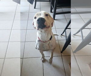 Labrador Retriever-Unknown Mix Dogs for adoption in New London, WI, USA