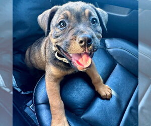 Mutt Dogs for adoption in San Juan Capistrano, CA, USA