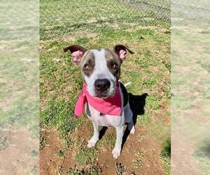 American Pit Bull Terrier-Unknown Mix Dogs for adoption in Oklahoma City, OK, USA
