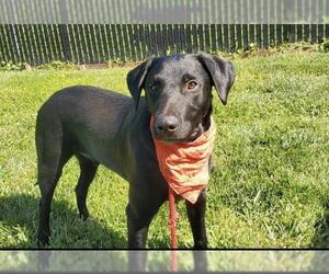 Labrador Retriever-Unknown Mix Dogs for adoption in Placerville, CA, USA