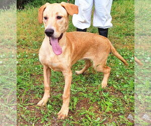 Labrador Retriever-Unknown Mix Dogs for adoption in Wetumpka, AL, USA