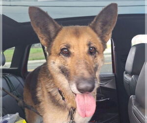 German Shepherd Dog Dogs for adoption in Modesto, CA, USA