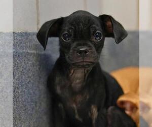 Pug-Unknown Mix Dogs for adoption in San Antonio, TX, USA