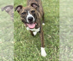American Pit Bull Terrier-Unknown Mix Dogs for adoption in Virginia Beach, VA, USA