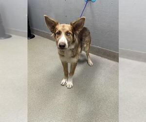 German Shepherd Dog-Unknown Mix Dogs for adoption in Las Vegas, NV, USA