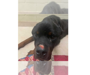 Rottweiler-Unknown Mix Dogs for adoption in New York, NY, USA