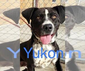 Lab-Pointer Dogs for adoption in Grand Junction, CO, USA