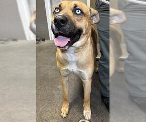 Siberian Husky Dogs for adoption in Downey, CA, USA