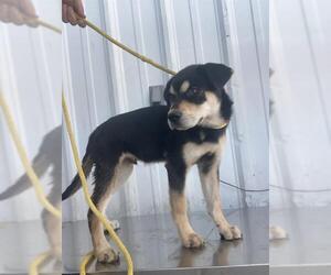 Rottweiler Dogs for adoption in Bakersfield, CA, USA