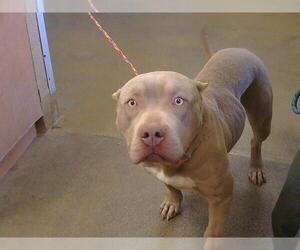 American Pit Bull Terrier-Unknown Mix Dogs for adoption in Sacramento, CA, USA