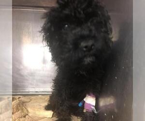 Poodle (Toy) Dogs for adoption in Austin, TX, USA