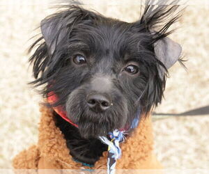 Mutt Dogs for adoption in Philadelphia, PA, USA
