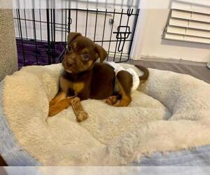 Sheprador Dogs for adoption in Holly Springs, NC, USA