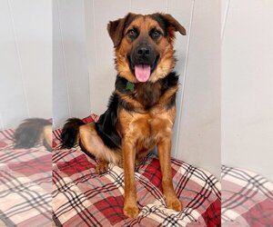 Mutt Dogs for adoption in Spring Lake, NJ, USA