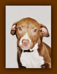 Medium Photo #1 American Pit Bull Terrier-Labrador Retriever Mix Puppy For Sale in Brighton, TN, USA