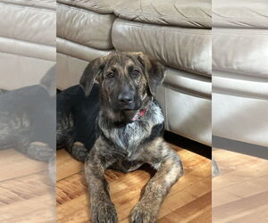 Shepradors Dogs for adoption in Princeton, MN, USA