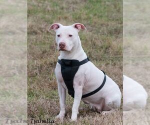 Bull Terrier Dogs for adoption in Richmond, VA, USA