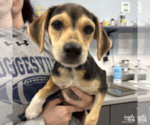 Beagle-Feist Terrier Mix Dogs for adoption in Washington, DC, USA