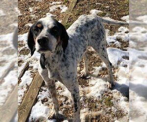 English Setter-Unknown Mix Dogs for adoption in Arlington, VA, USA