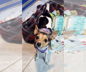 Fox Terrier (Toy) Dogs for adoption in Walnutport, PA, USA